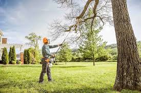 Best Hedge Trimming  in Martindale, TX