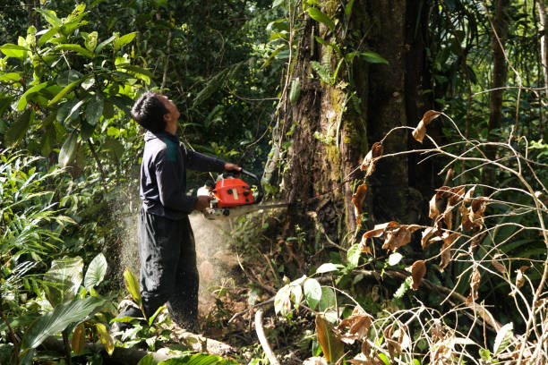 Best Tree and Shrub Care  in Martindale, TX