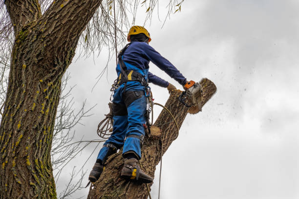 Best Seasonal Cleanup (Spring/Fall)  in Martindale, TX