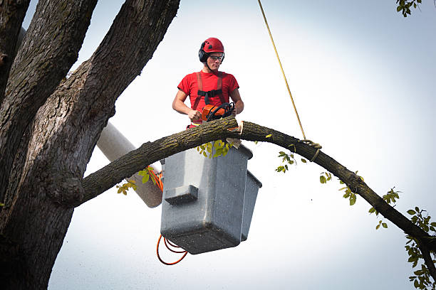 Best Storm Damage Tree Cleanup  in Martindale, TX