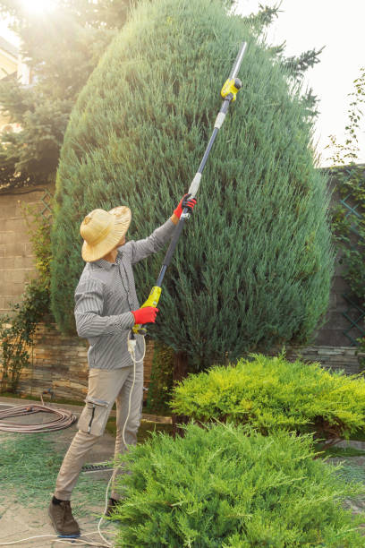 Best Lawn Pest Prevention  in Martindale, TX